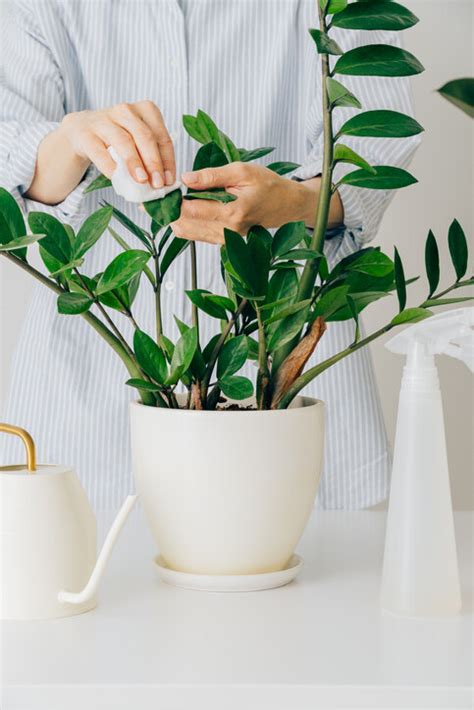 水種植物風水2023|風水植物｜不只富貴竹！7款招財/招桃花植物推介+不 